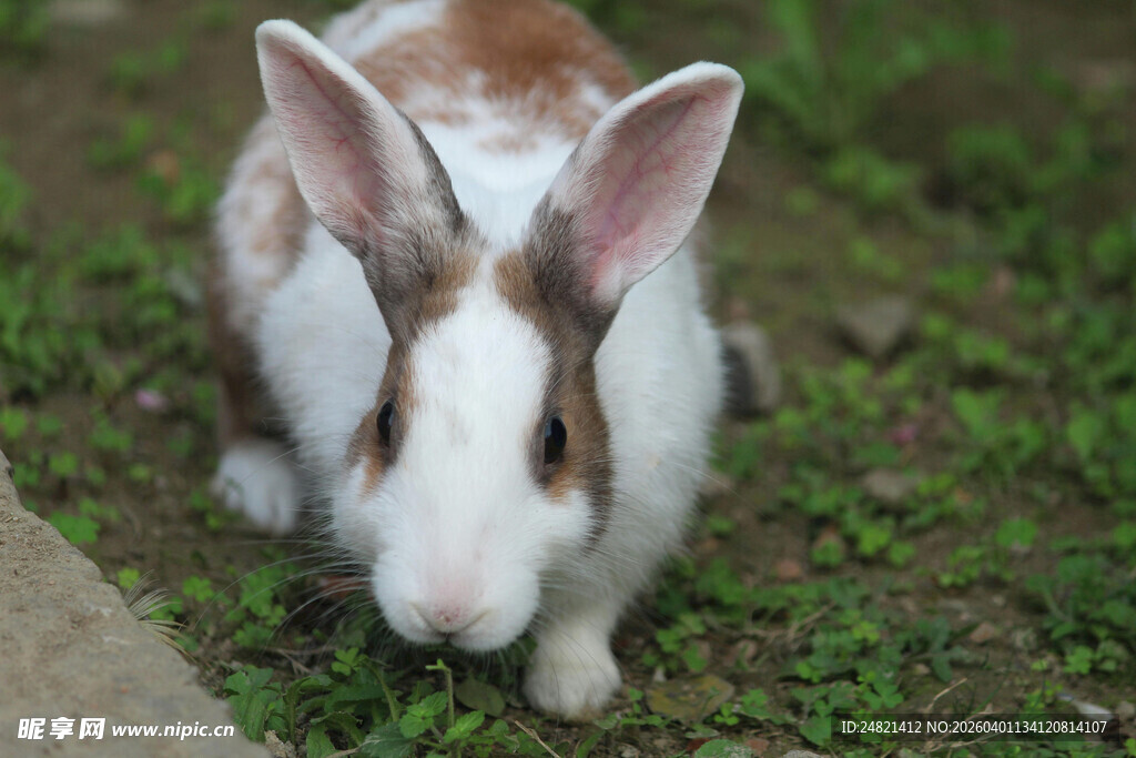 可爱萌兔于草地