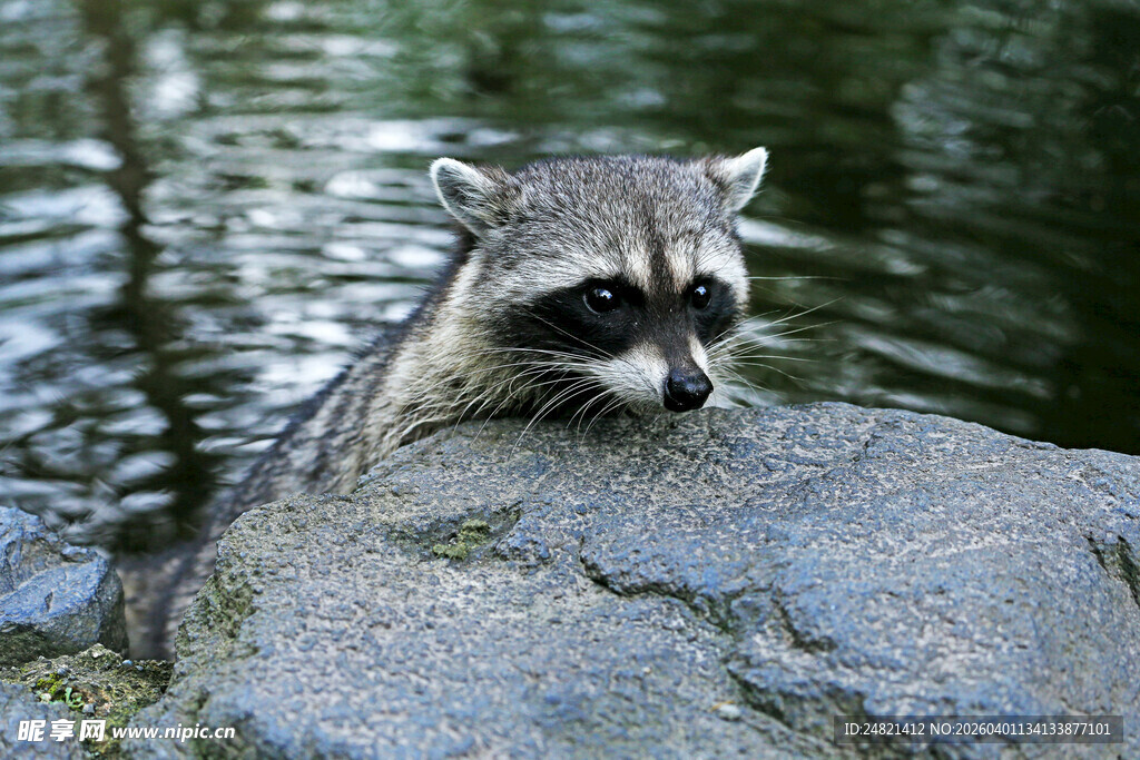 岩石上休憩的浣熊