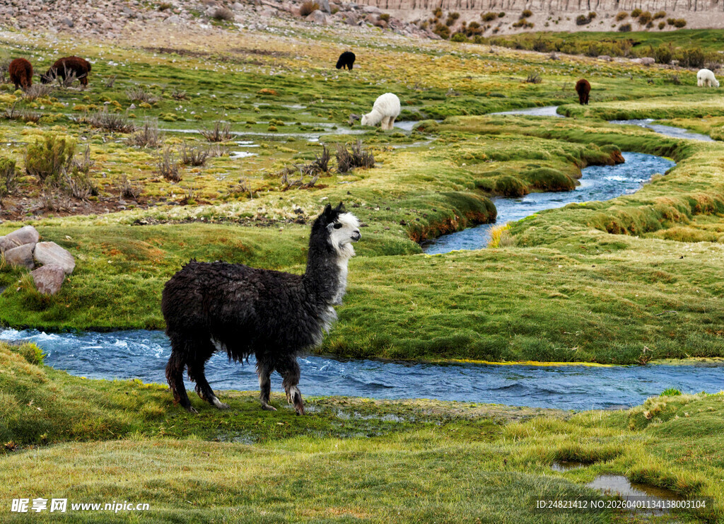 草原上的黑色羊驼与溪流