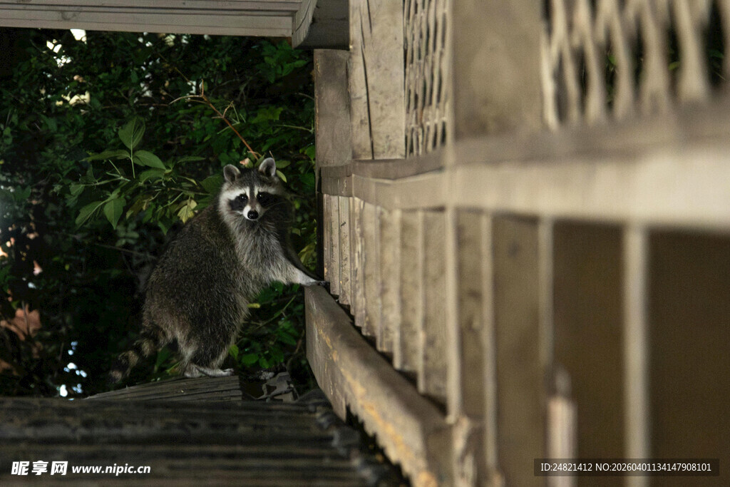 猴子攀附在木质栏杆上