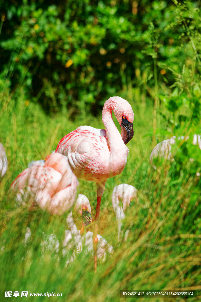 草地上的粉色火烈鸟