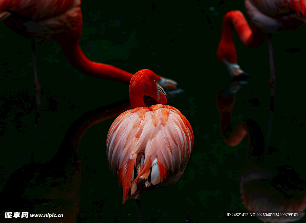 优雅火烈鸟展示美丽身姿