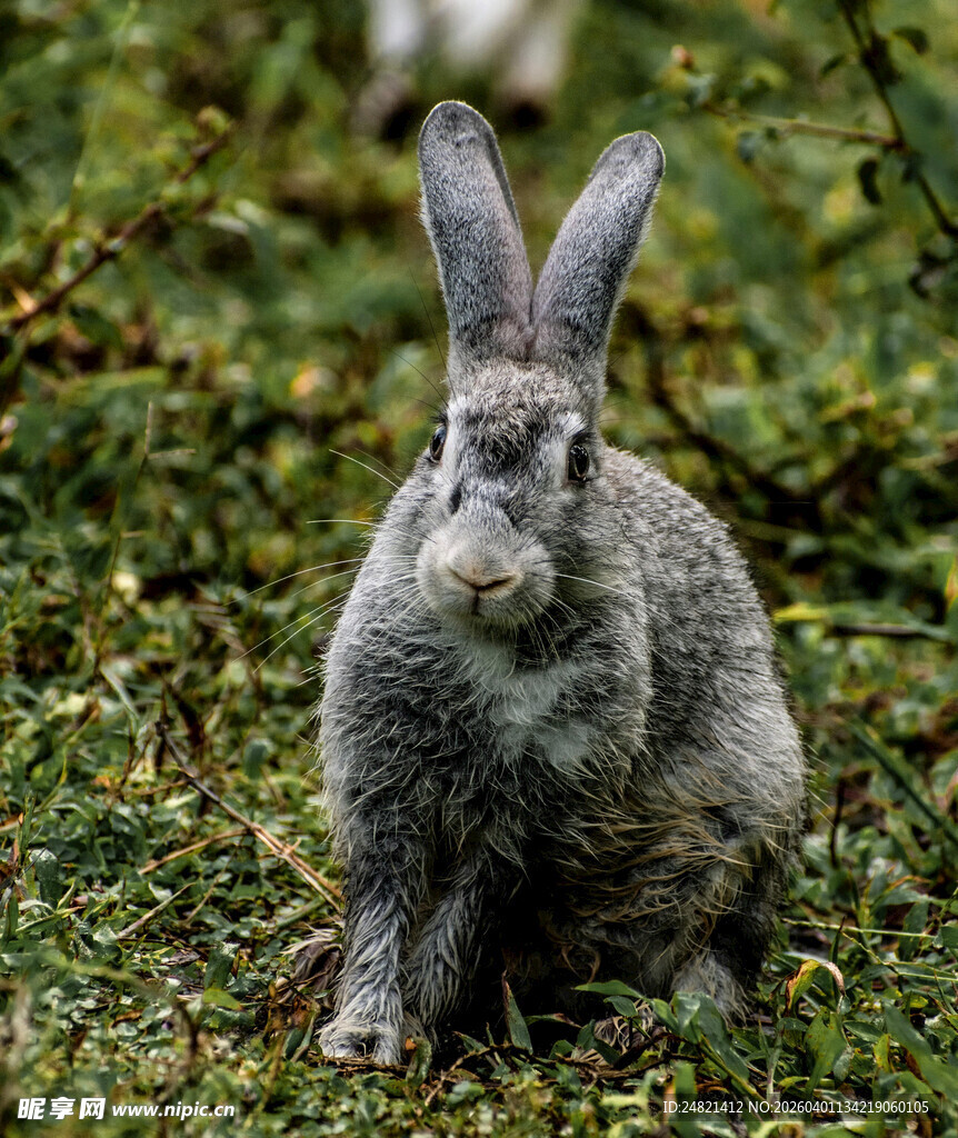 草地上的灰毛兔子