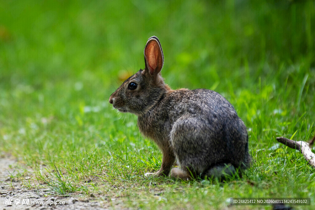 草地上的灰兔子