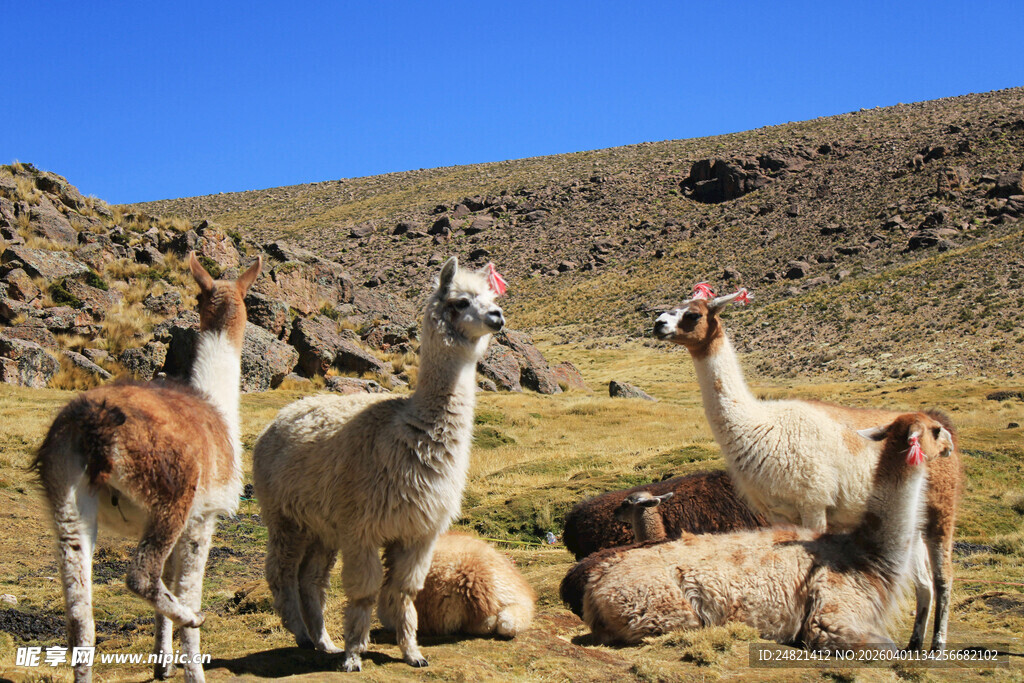 草原上的可爱羊驼群