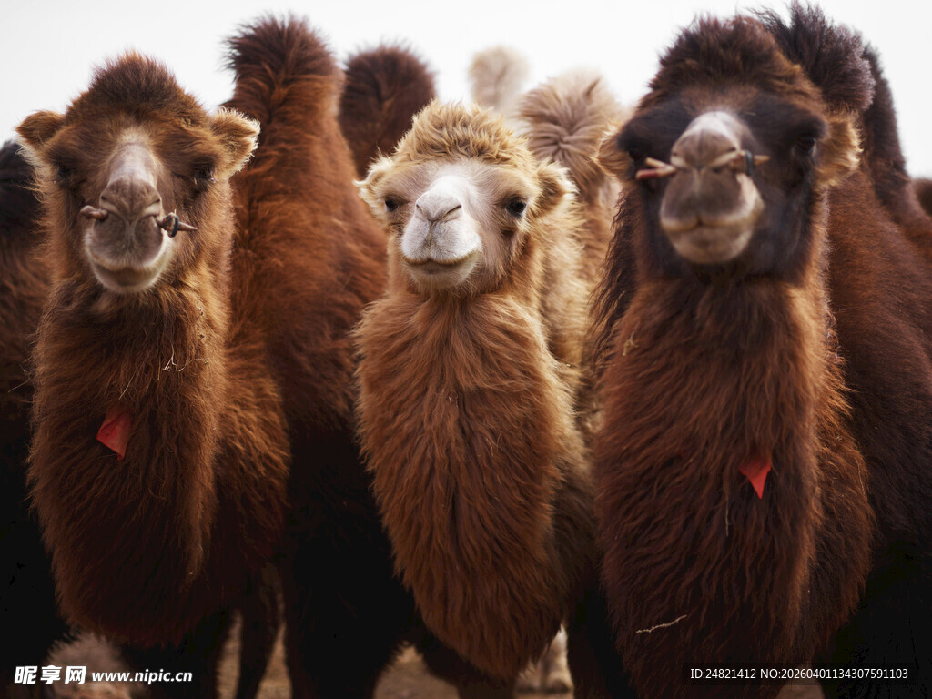 一群骆驼特写