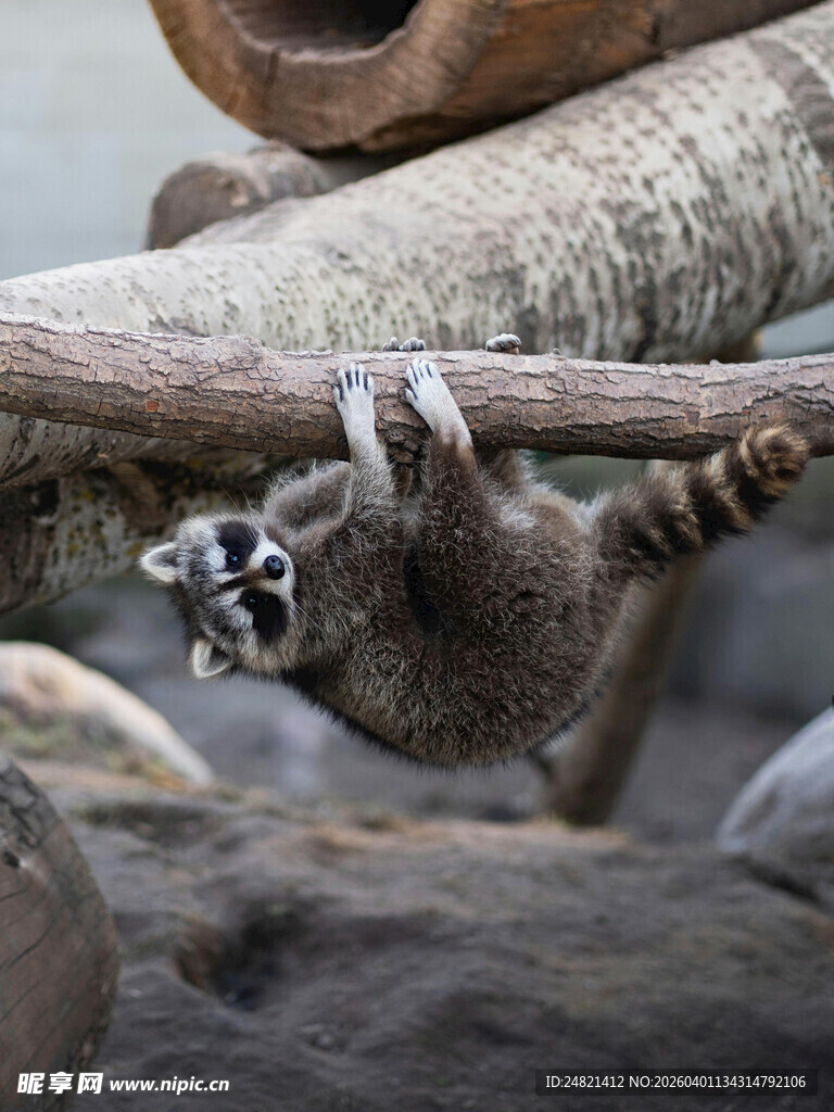 倒挂树枝的浣熊