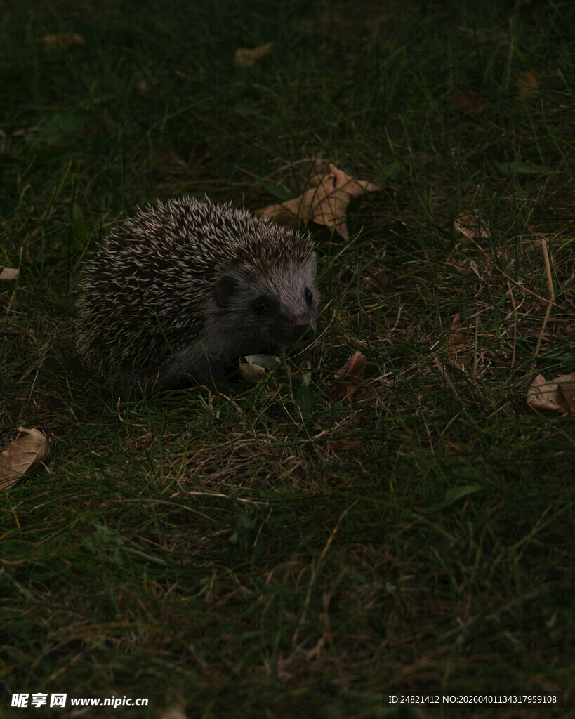 草地上的小刺猬