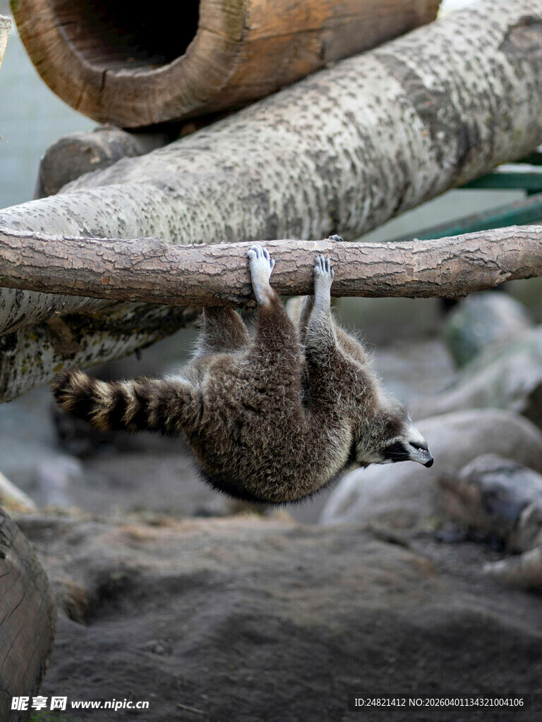 倒挂树枝的可爱浣熊