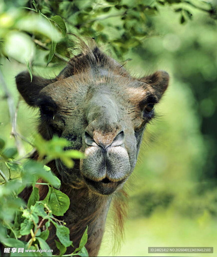 骆驼于绿植间的特写