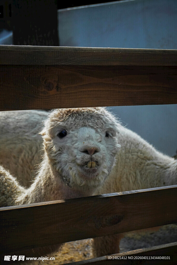 围栏边可爱的羊驼