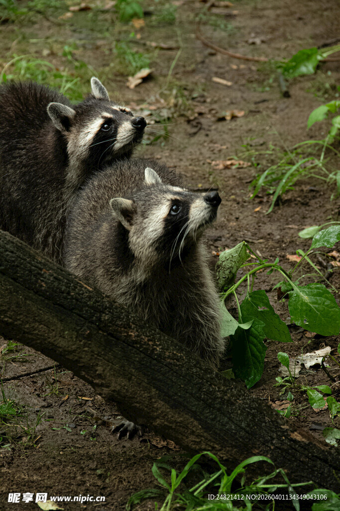 三只浣熊趴卧在树干旁