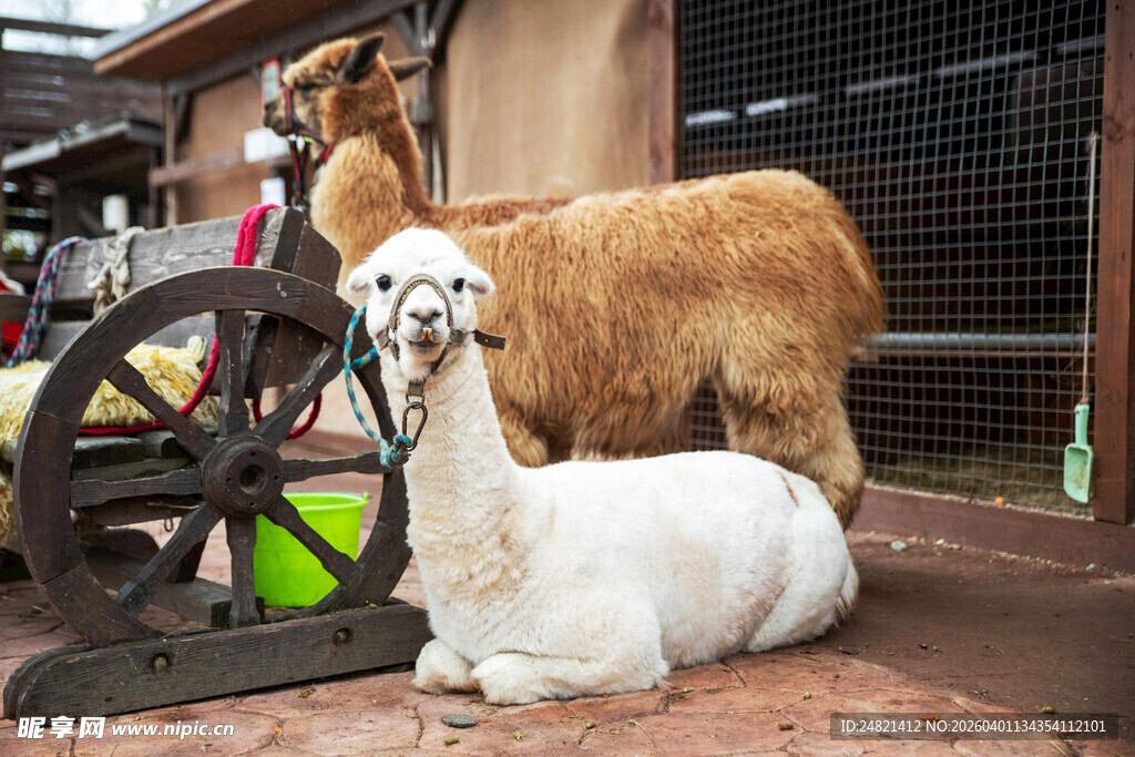 羊驼与古老纺车的温馨画面
