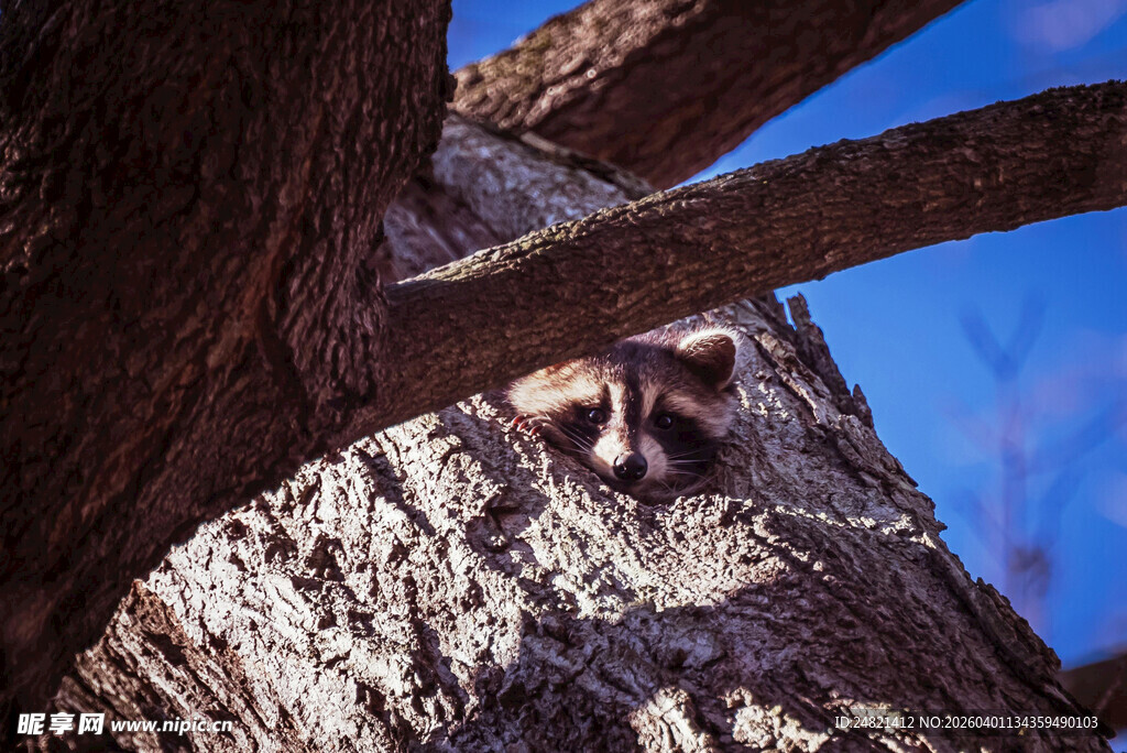 树洞中窥探的可爱小动物