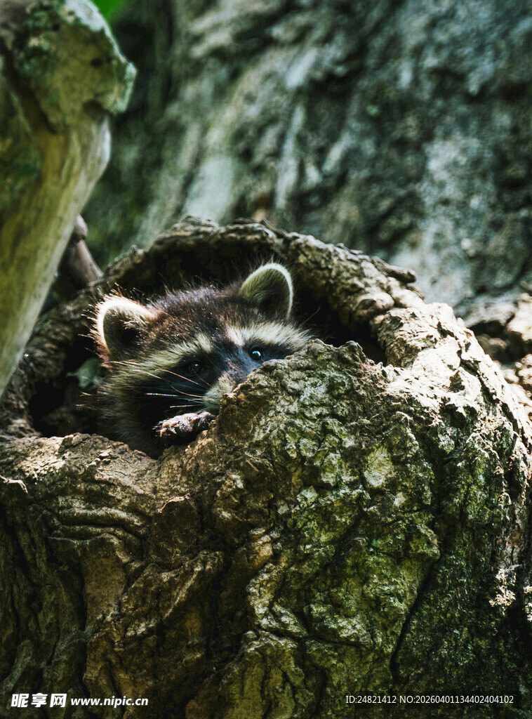 树洞中休憩的浣熊