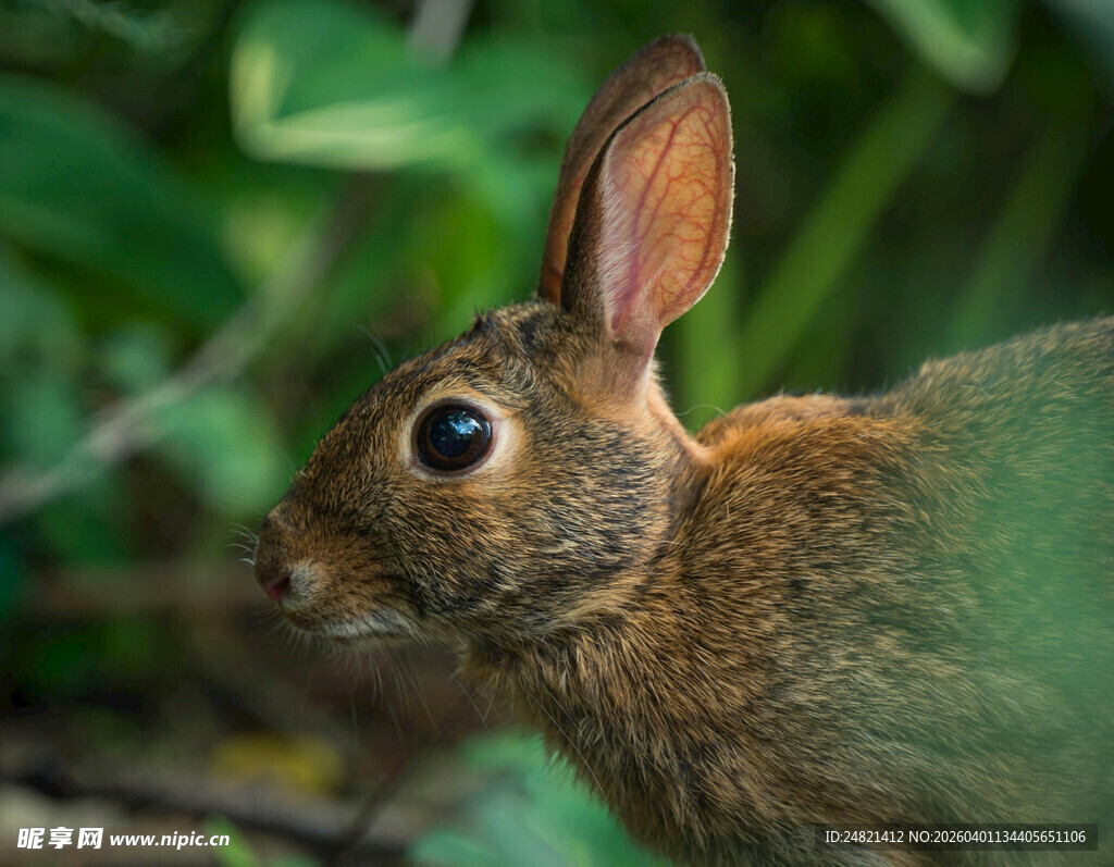 野外棕色野兔特写