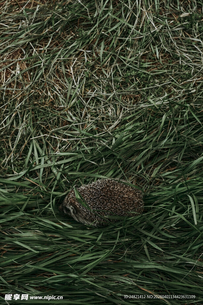 草地上的棕色小动物