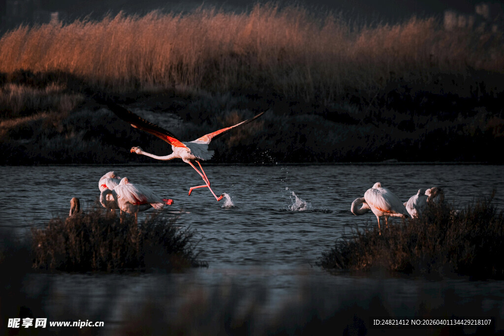 夕阳下的火烈鸟优雅起舞