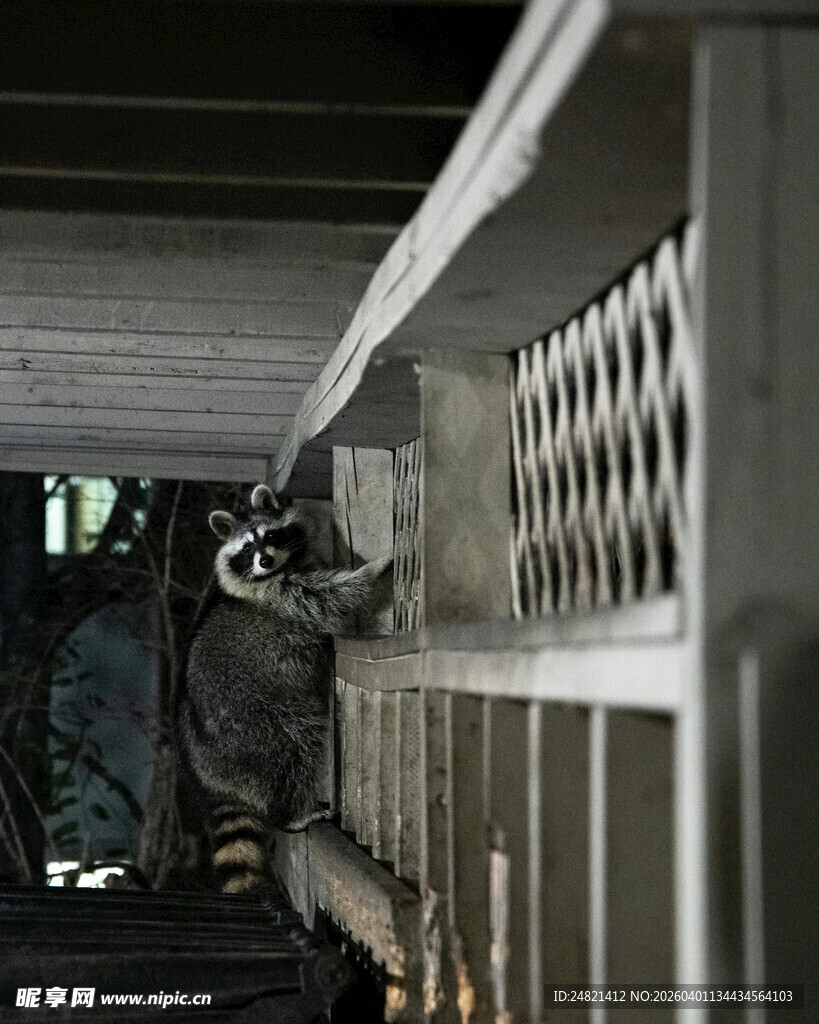 屋内浣熊攀爬在栏杆上