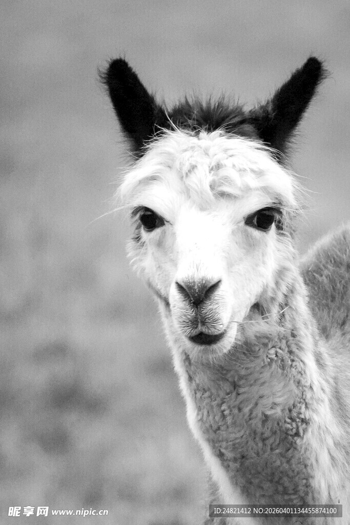 可爱羊驼特写