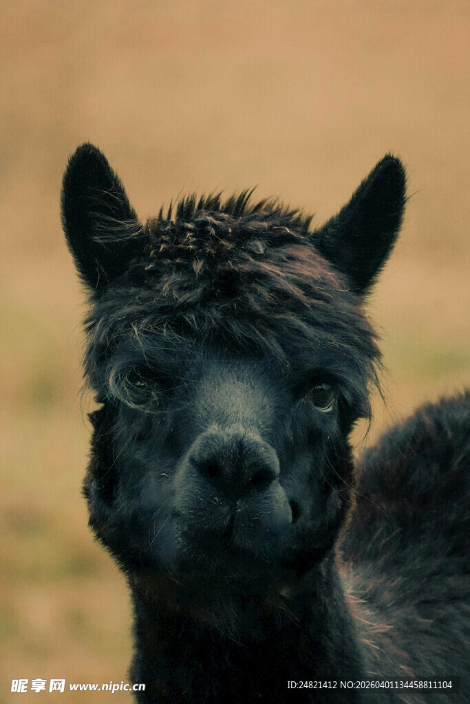 可爱黑羊驼特写