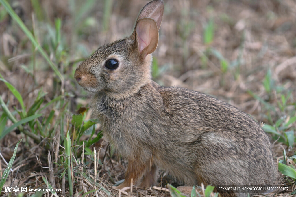 草丛中的可爱小兔子