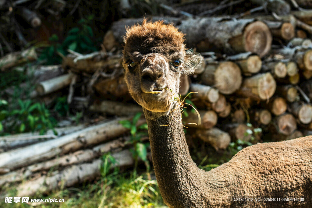 呆萌羊驼站在木柴旁
