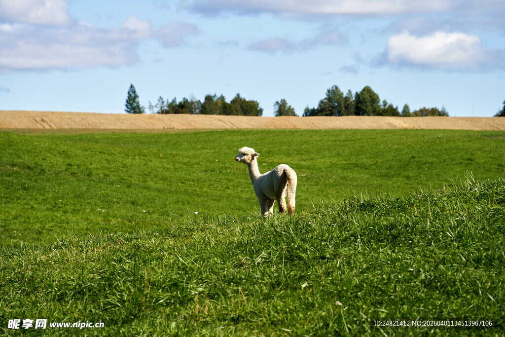 田野中站立的可爱小狗