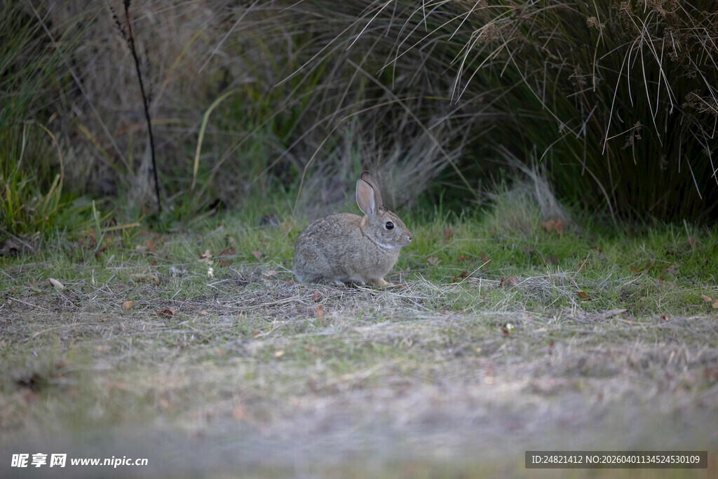 草丛中的野兔