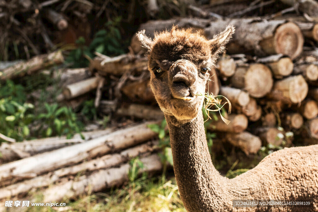 呆萌羊驼立于木柴旁