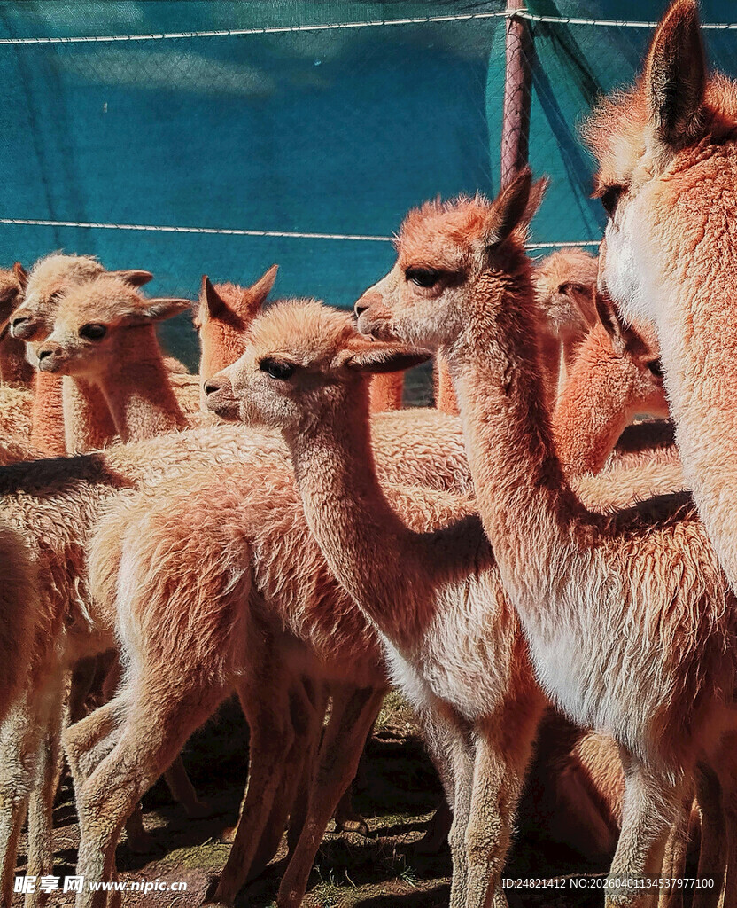 一群可爱的小羊驼