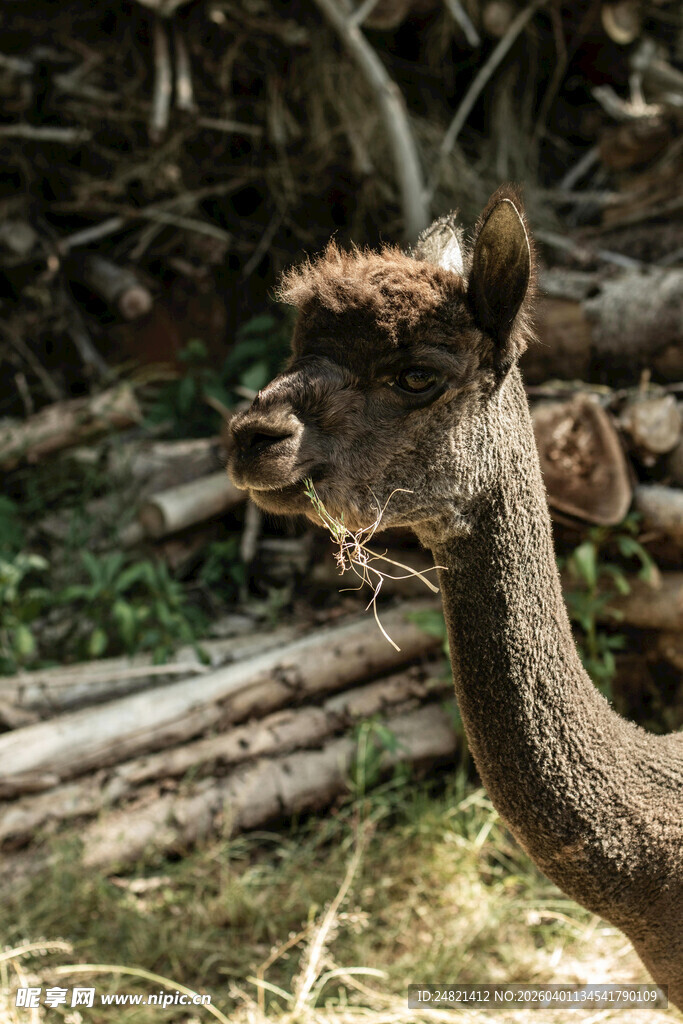户外的骆驼特写