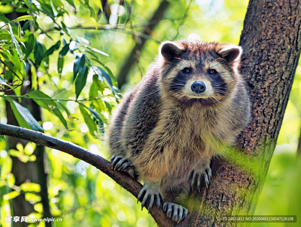 树上的浣熊