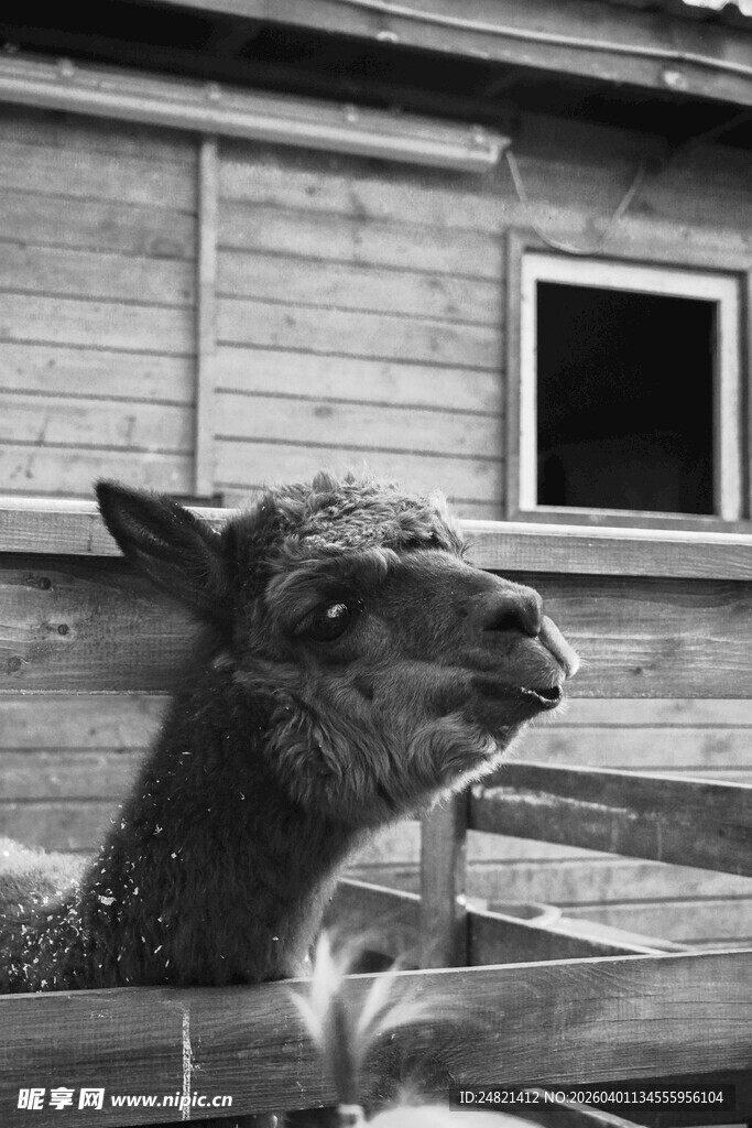 木屋旁的可爱羊驼