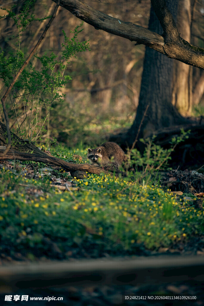 林间绿意盎然的生机景象