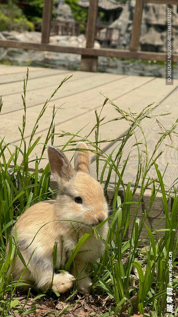 草丛中的可爱小兔子
