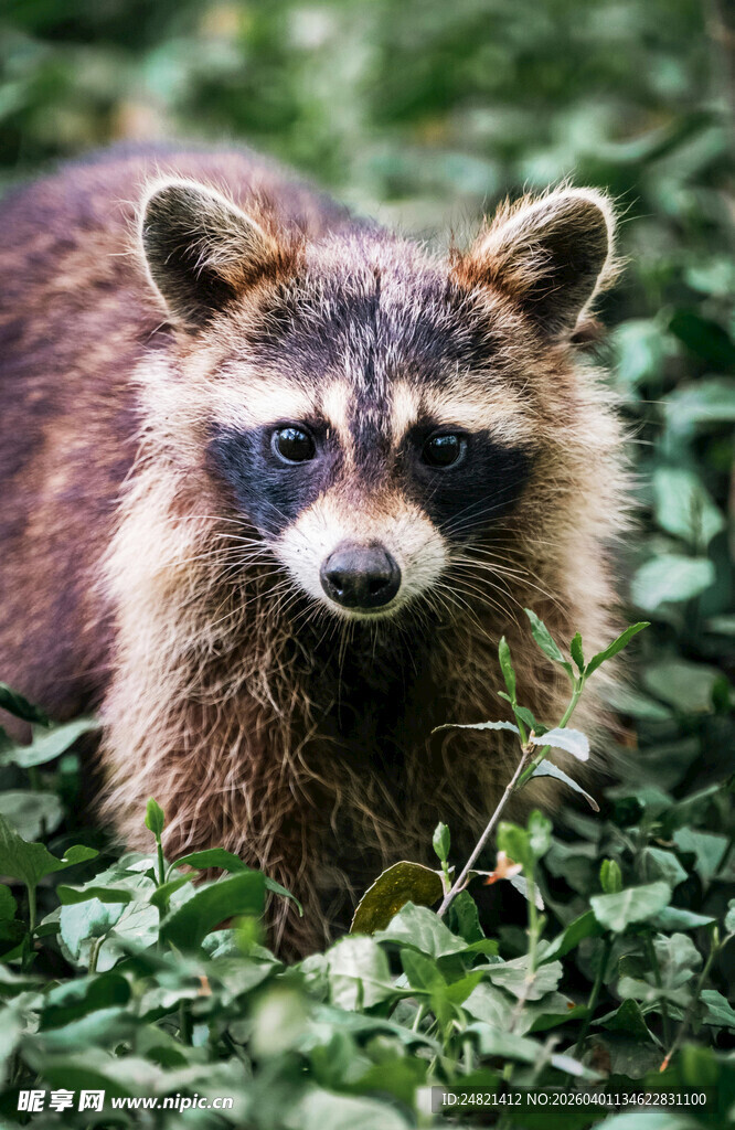 草丛中的可爱浣熊