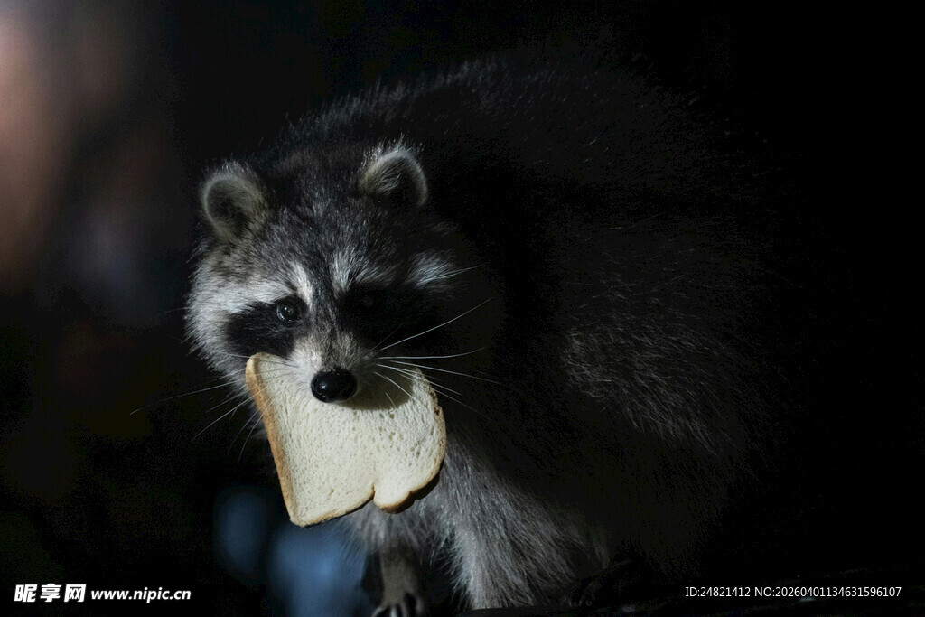 可爱浣熊叼着白色物体