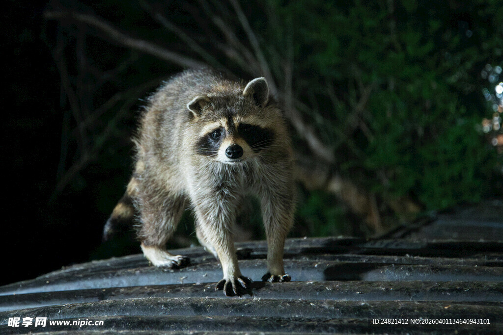 屋顶上的浣熊