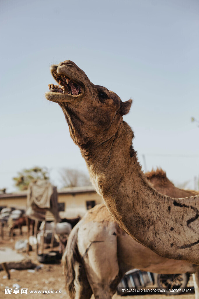 沙漠骆驼特写