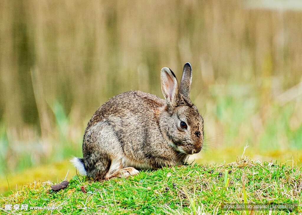草地上的灰毛野兔
