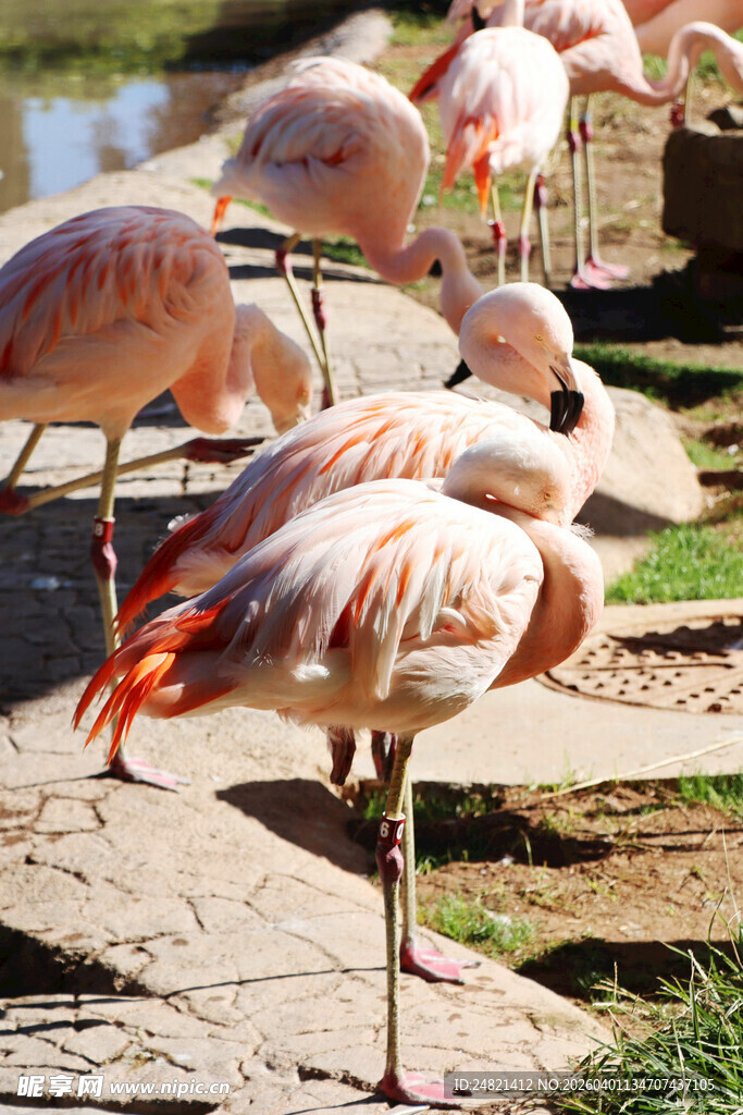 优雅火烈鸟于水边休憩
