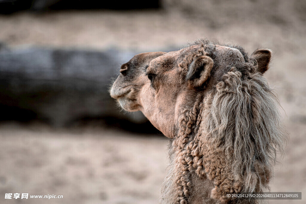 骆驼侧颜特写