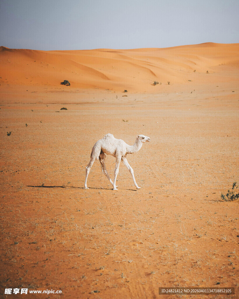 沙漠中的白色小骆驼