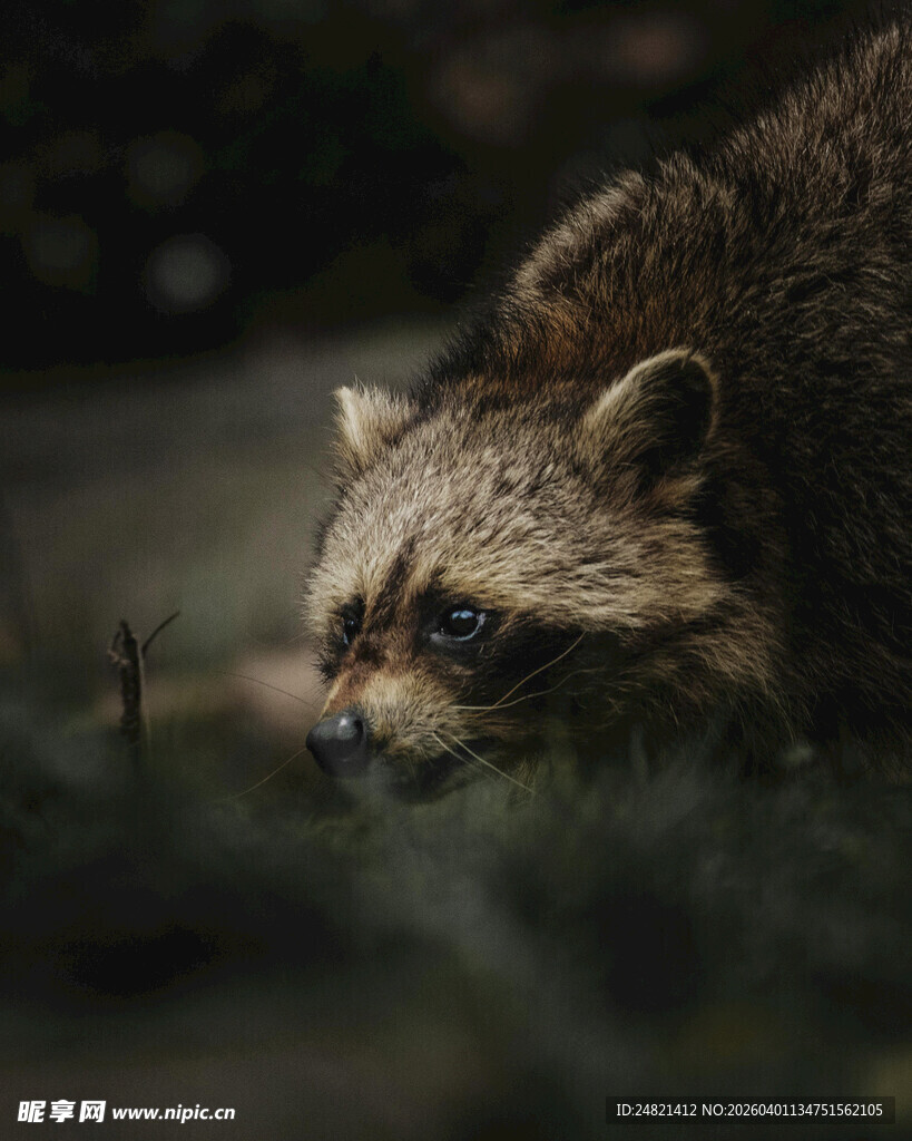 专注觅食的浣熊