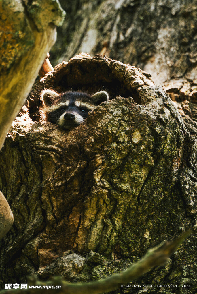 树洞中休憩的浣熊