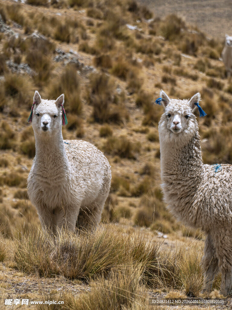 草原上的三只可爱羊驼