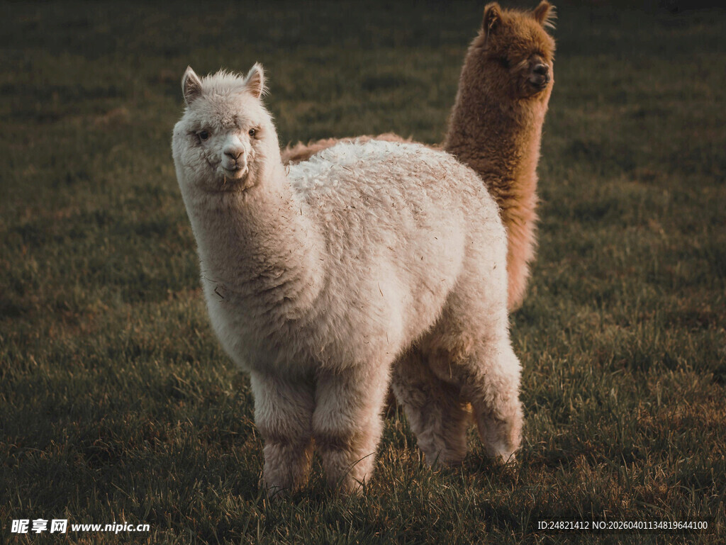草地上的两只可爱羊驼