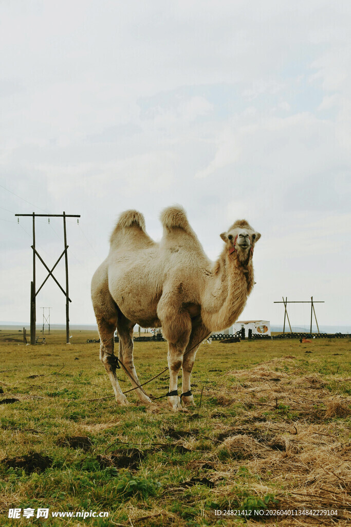 草原上的骆驼
