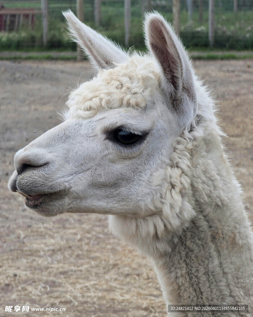 可爱的白色羊驼特写
